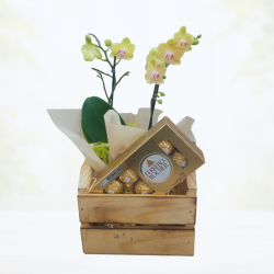 Mini Orquídea 2 Hastes Pote 9 "Cor variada" + Chocolate